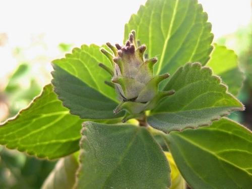 Detalhes do meu pequeno jardim