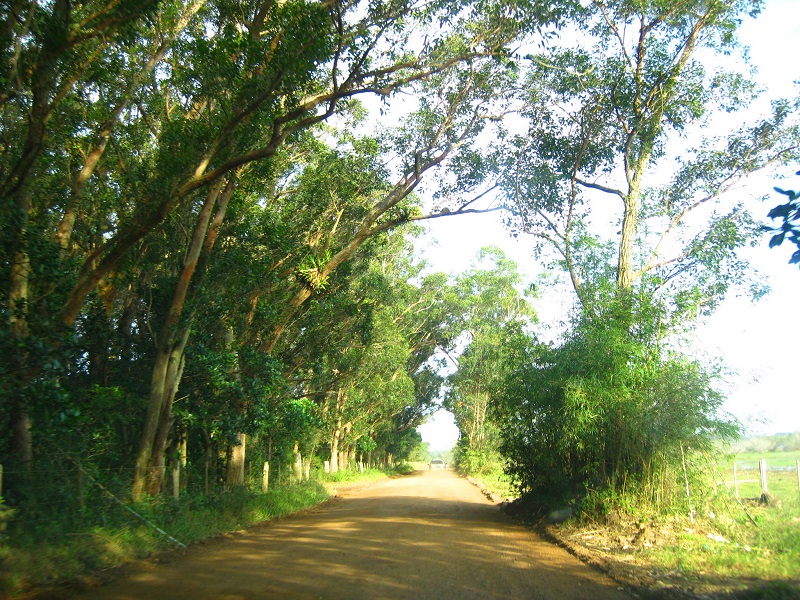 Que saudade do sol!