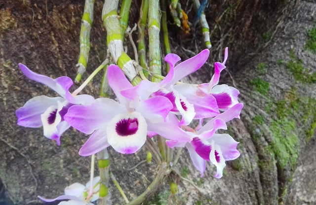 Orquídeas