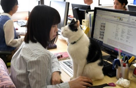 Gatos no Escritório