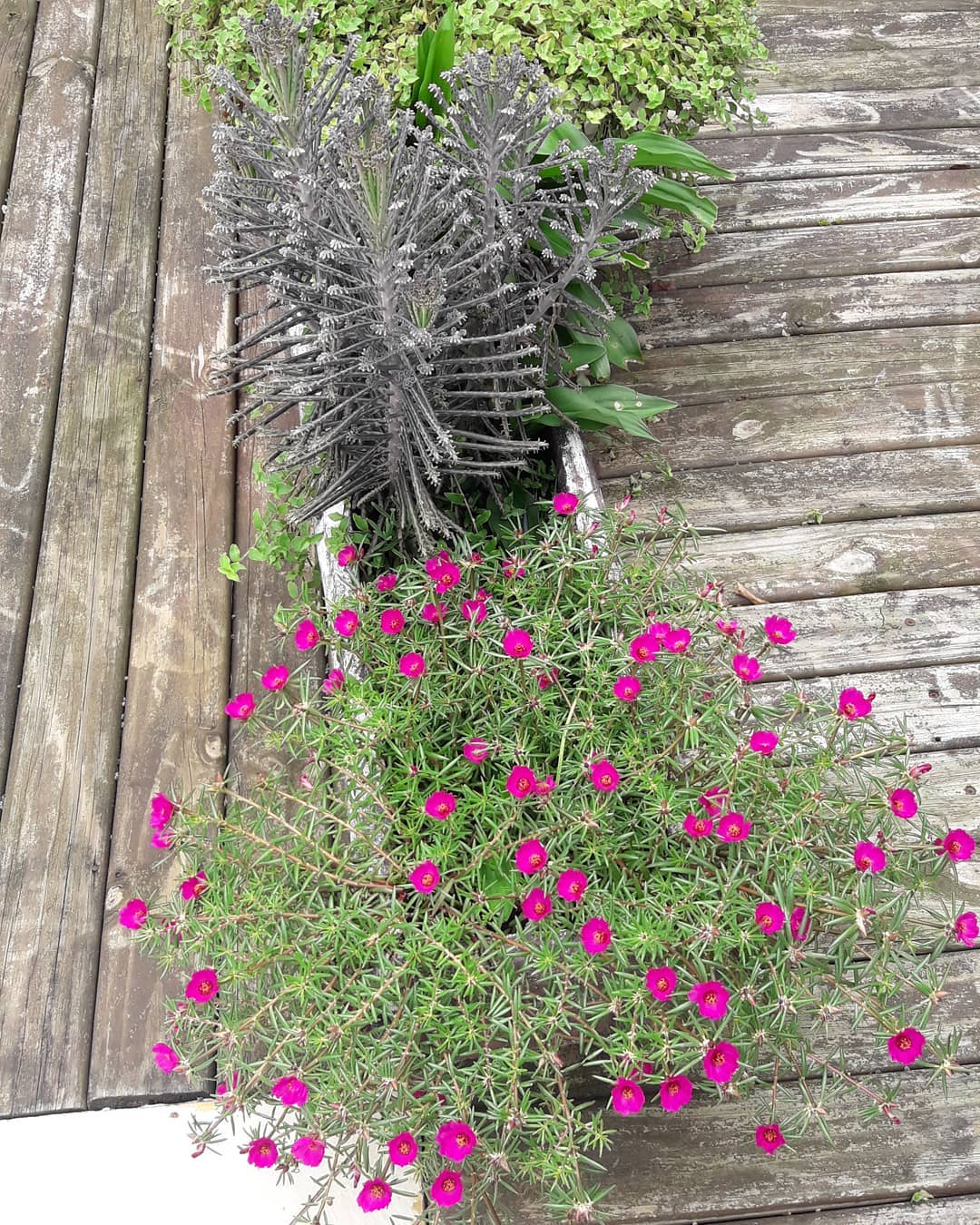 Quando o jardim florece!